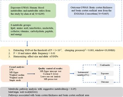 Association between human blood metabolites and cerebral cortex architecture: evidence from a Mendelian randomization study